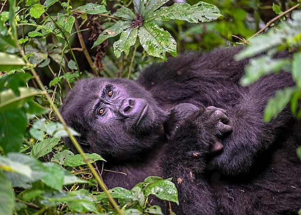 Luxury gorilla trekking safaris in Uganda