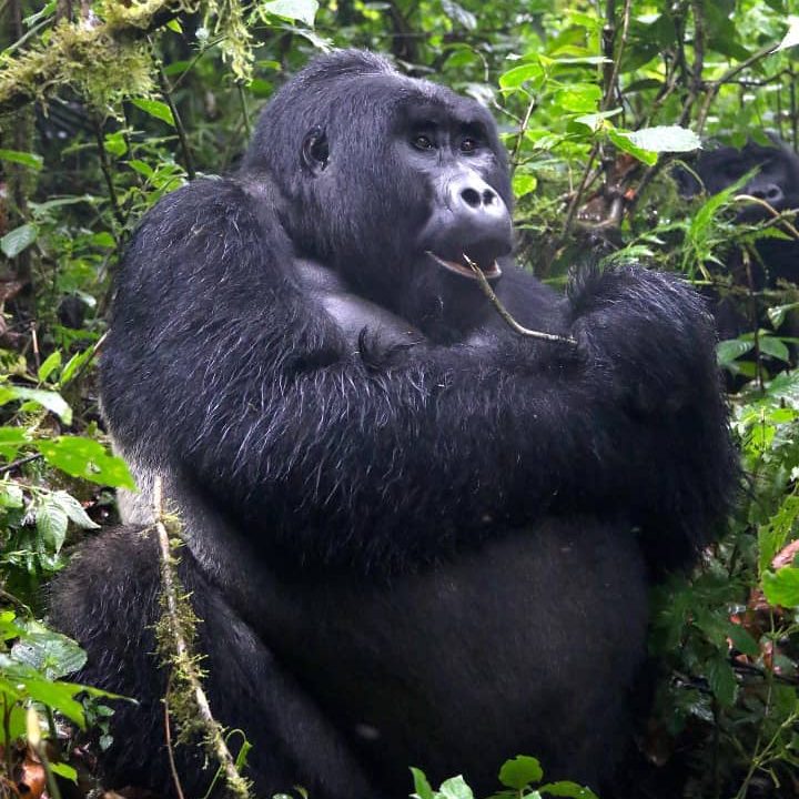 Uganda Primate safaris