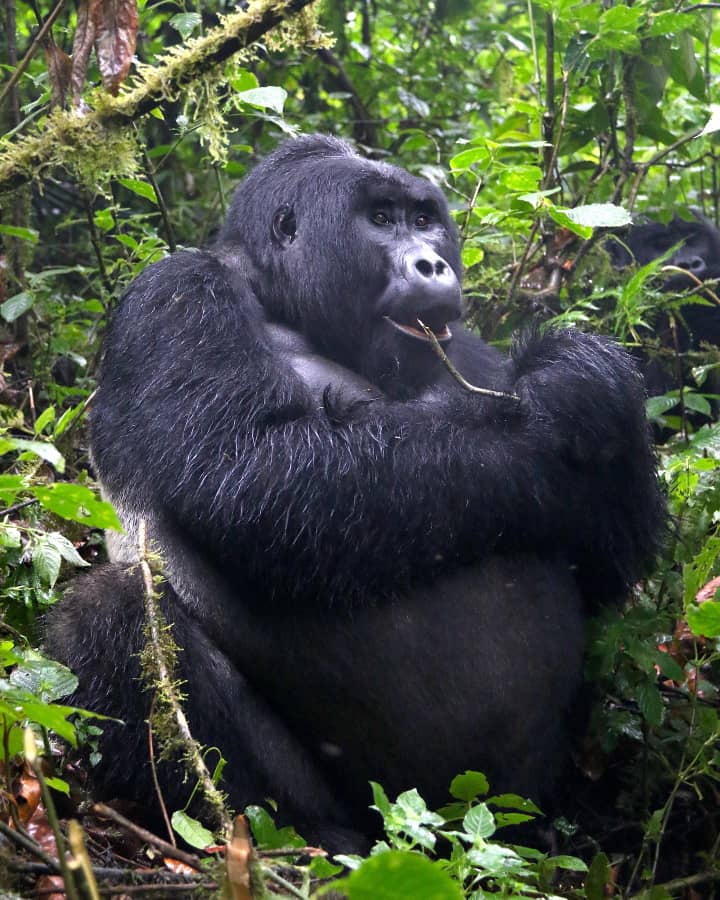 Do Gorillas Drink Water?