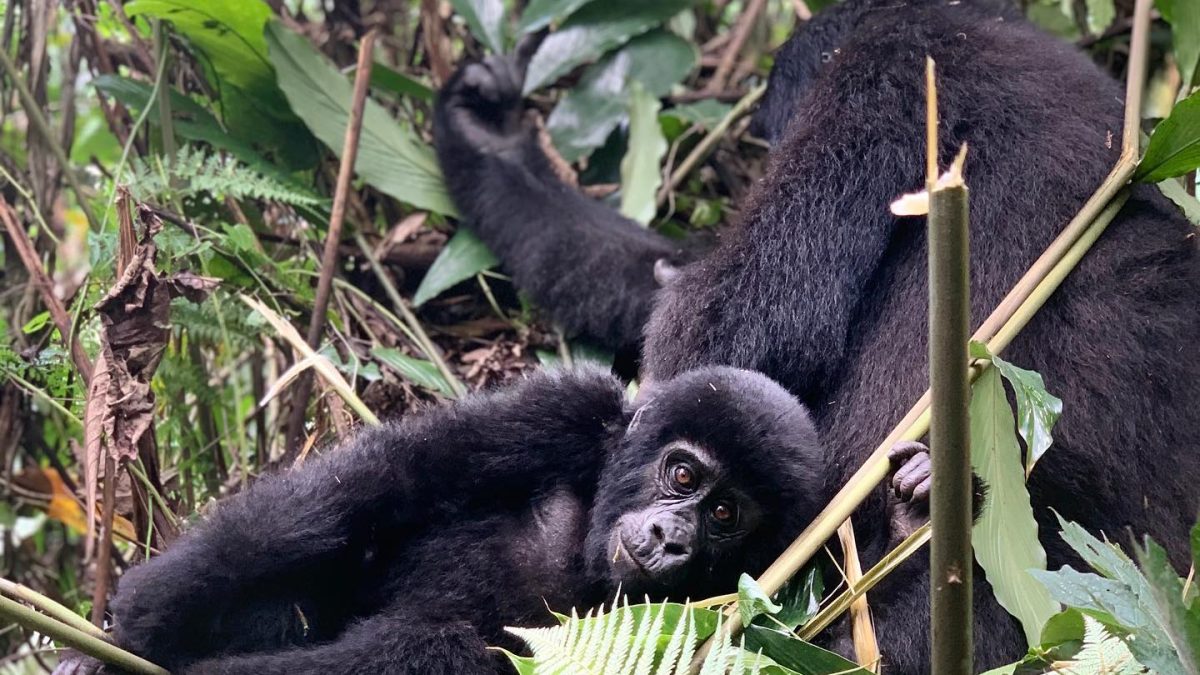 What is the daily routine of Mountain Gorillas?