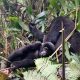 What is the daily routine of Mountain Gorillas?