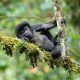 Gorilla trekking Uganda vs. Rwanda
