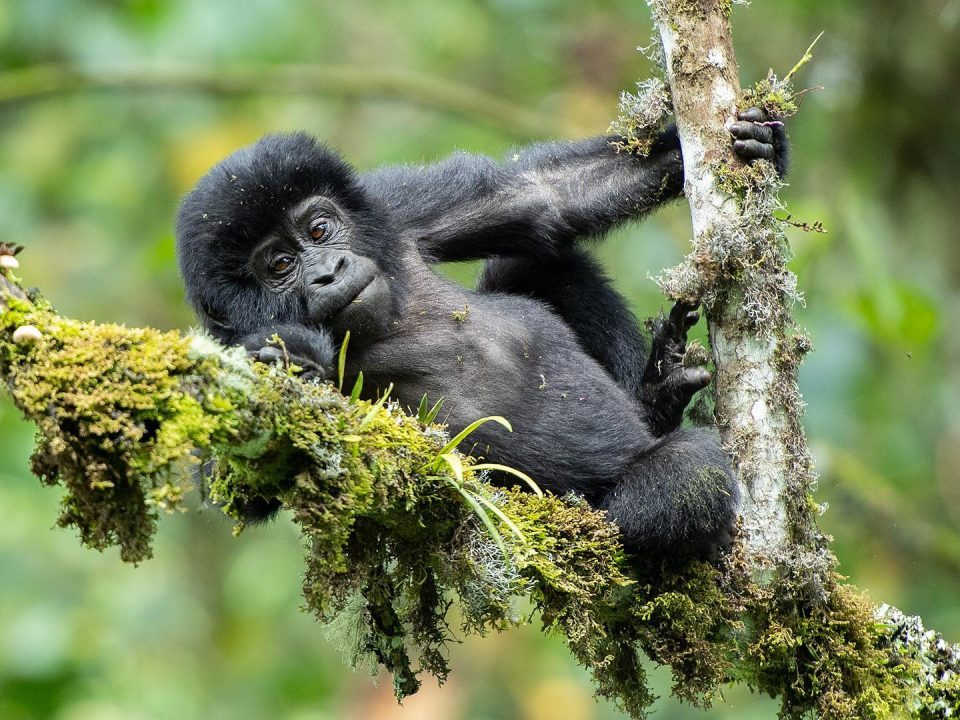 Gorilla trekking Uganda vs. Rwanda