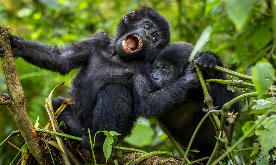 Luxury Gorilla Trekking in Rwanda