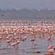 Best Place to see lesser flamingos in Uganda