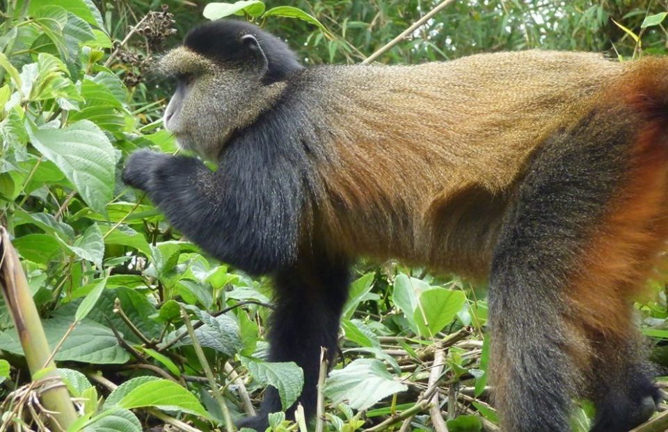 Golden Monkey Trekking in Uganda