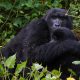 Gorilla trekking packing list
