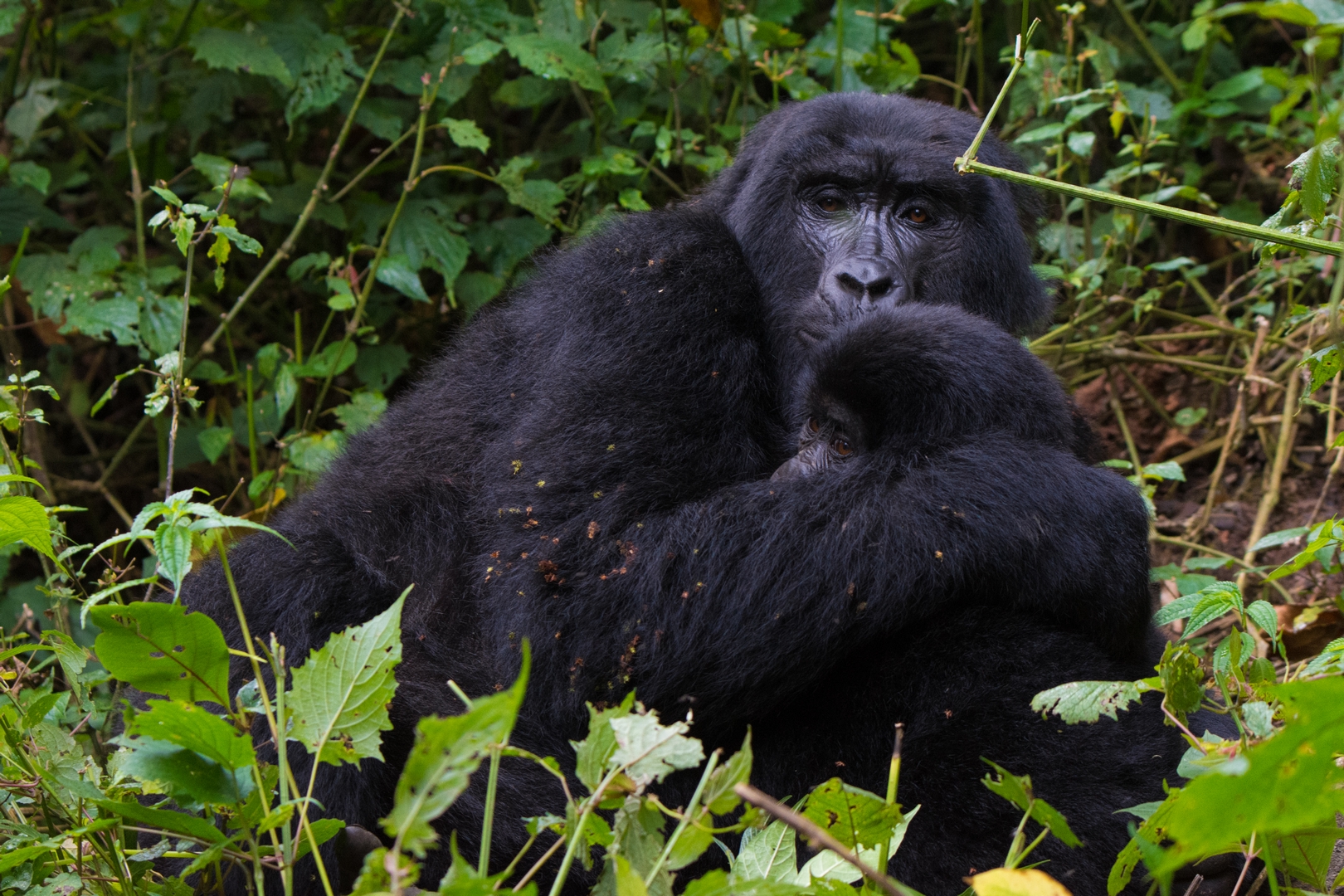 Gorilla trekking packing list