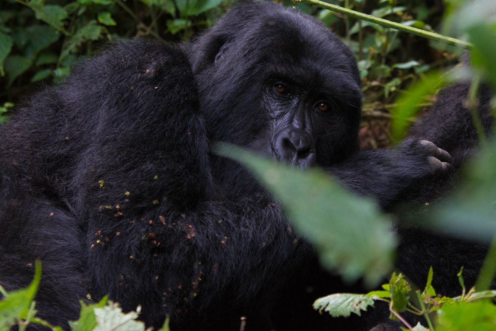 How much does it cost to see Mountain Gorillas