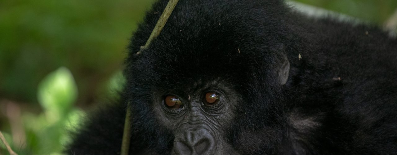 4 Days Rwanda Gorilla Safari