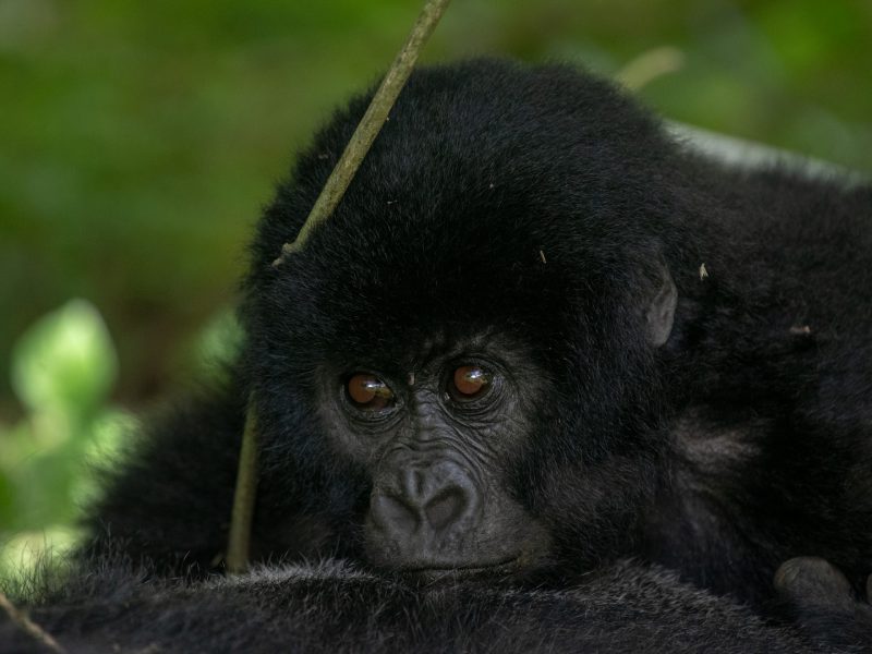 4 Days Rwanda Gorilla Safari