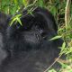 Complete Guide to Gorilla Trekking 2024 -2025