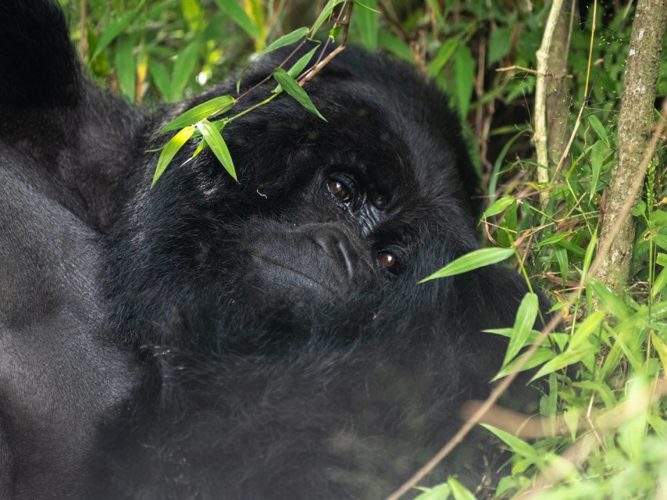 What is the best time to see gorillas in Rwanda?