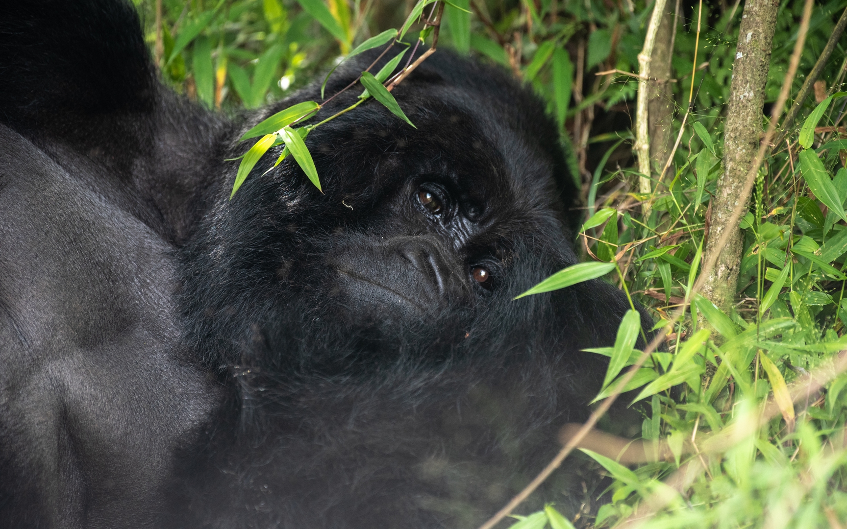 Complete Guide to Gorilla Trekking 2024 -2025