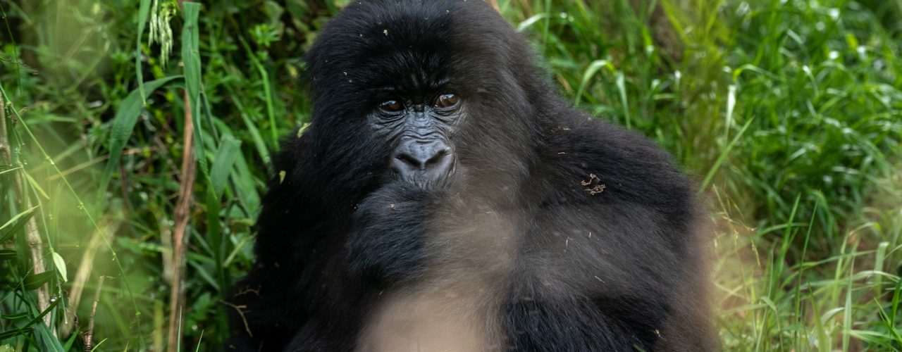 Gorilla Tracking in Uganda