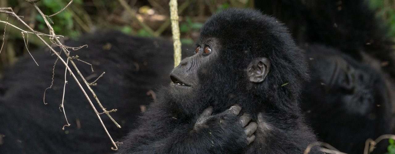 Gorilla Tracking in Uganda