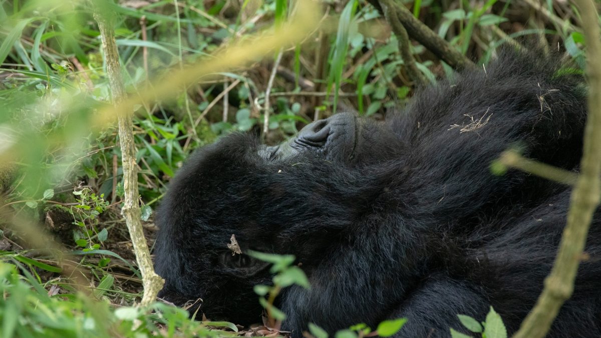 How difficult is gorilla trekking in Rwanda?