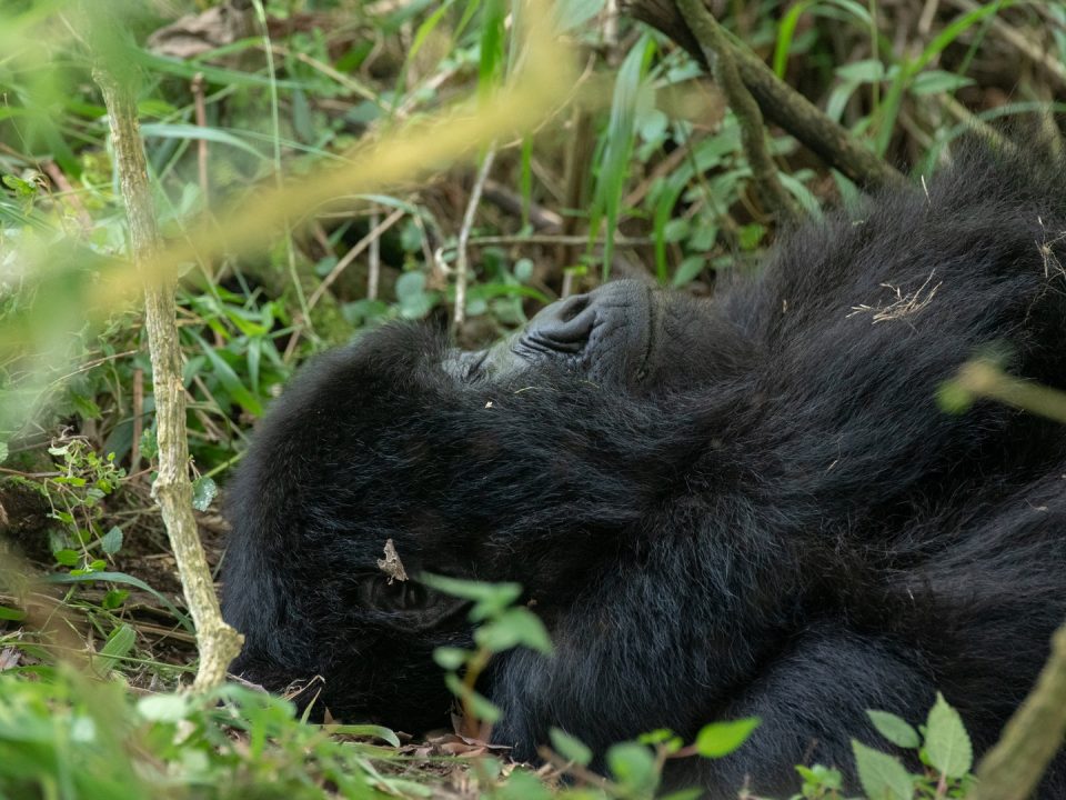 How difficult is gorilla trekking in Rwanda?