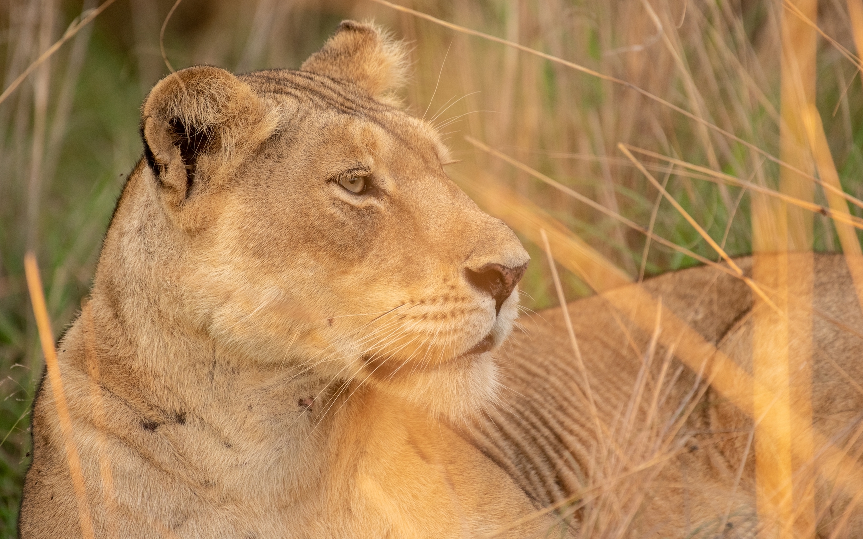 Wildlife Safaris in Uganda