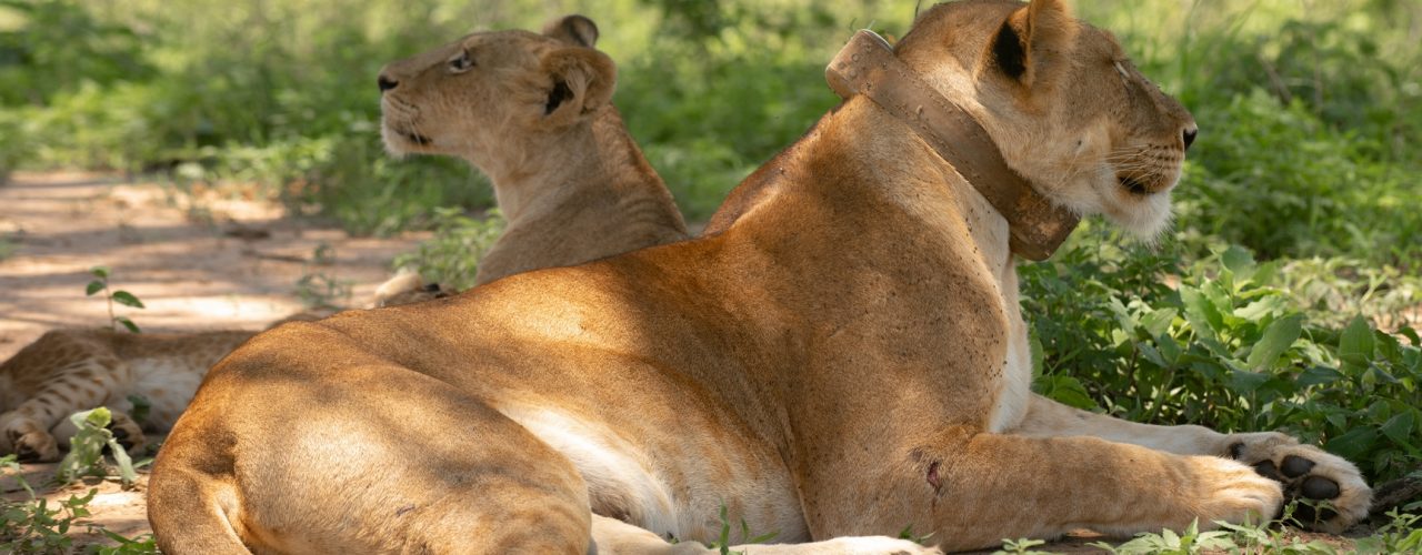 6 Days Uganda Wildlife Safari Tour