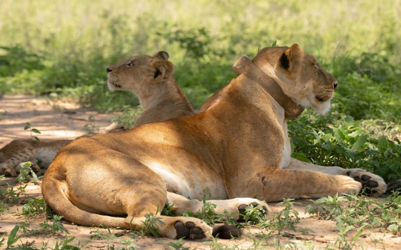 6 Days Uganda Wildlife Safari Tour