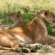 6 Days Uganda Wildlife Safari Tour