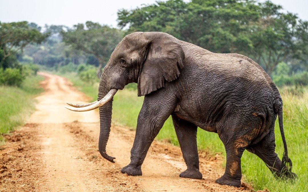 What is the biggest wild animal in Uganda?